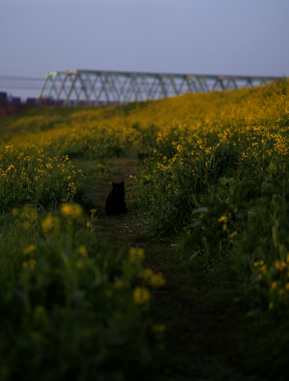 野原の真ん中に座る黒猫