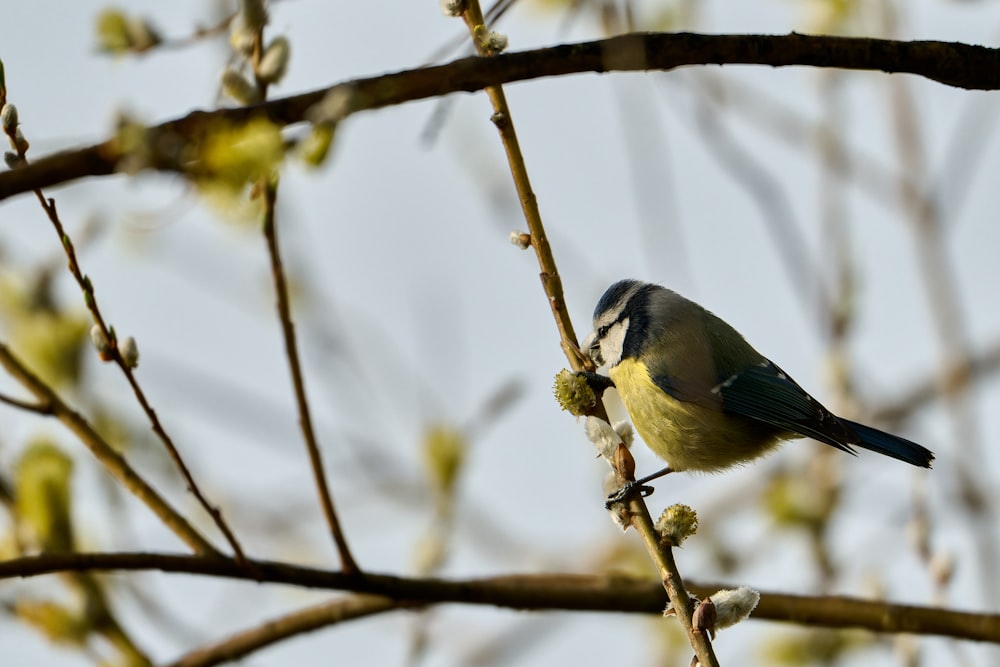 a small bird sitting on a branch of a tree