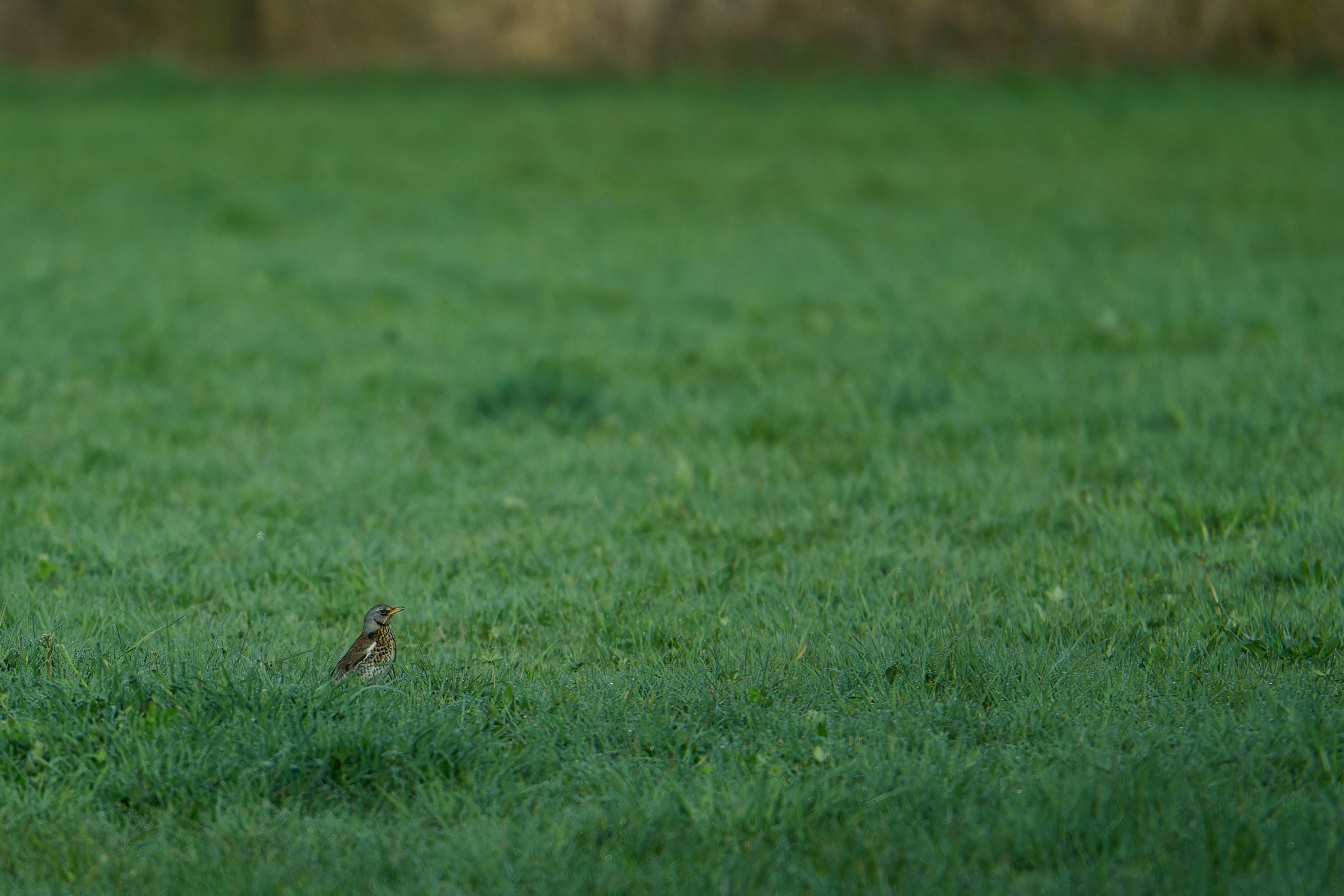 Photo by stefanschwinghammer