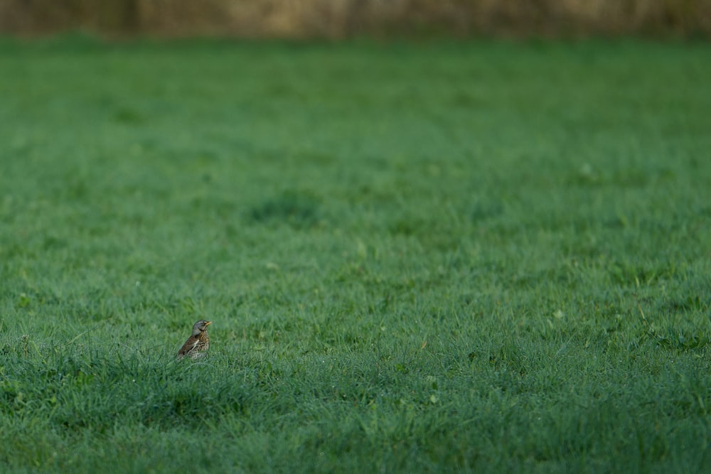 a small bird standing in the middle of a field