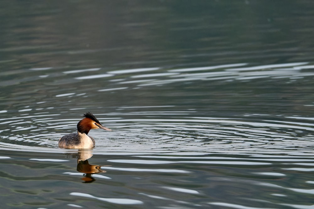 a duck floating on top of a body of water