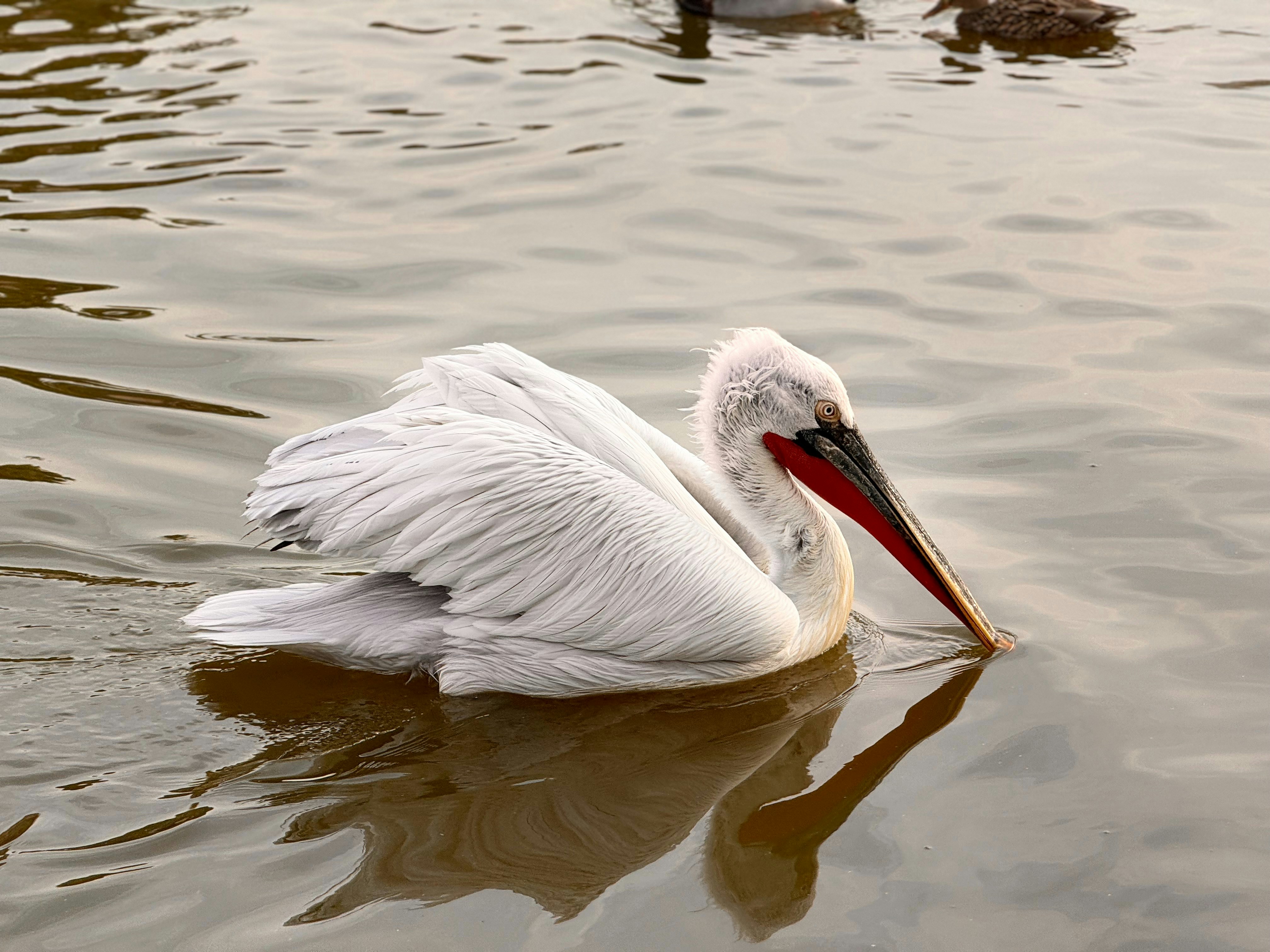 寵物真相曝光！這5個飼養盲點，99%的人都中招！