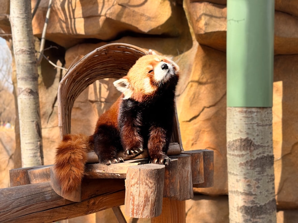 a small red panda sitting on a wooden bench