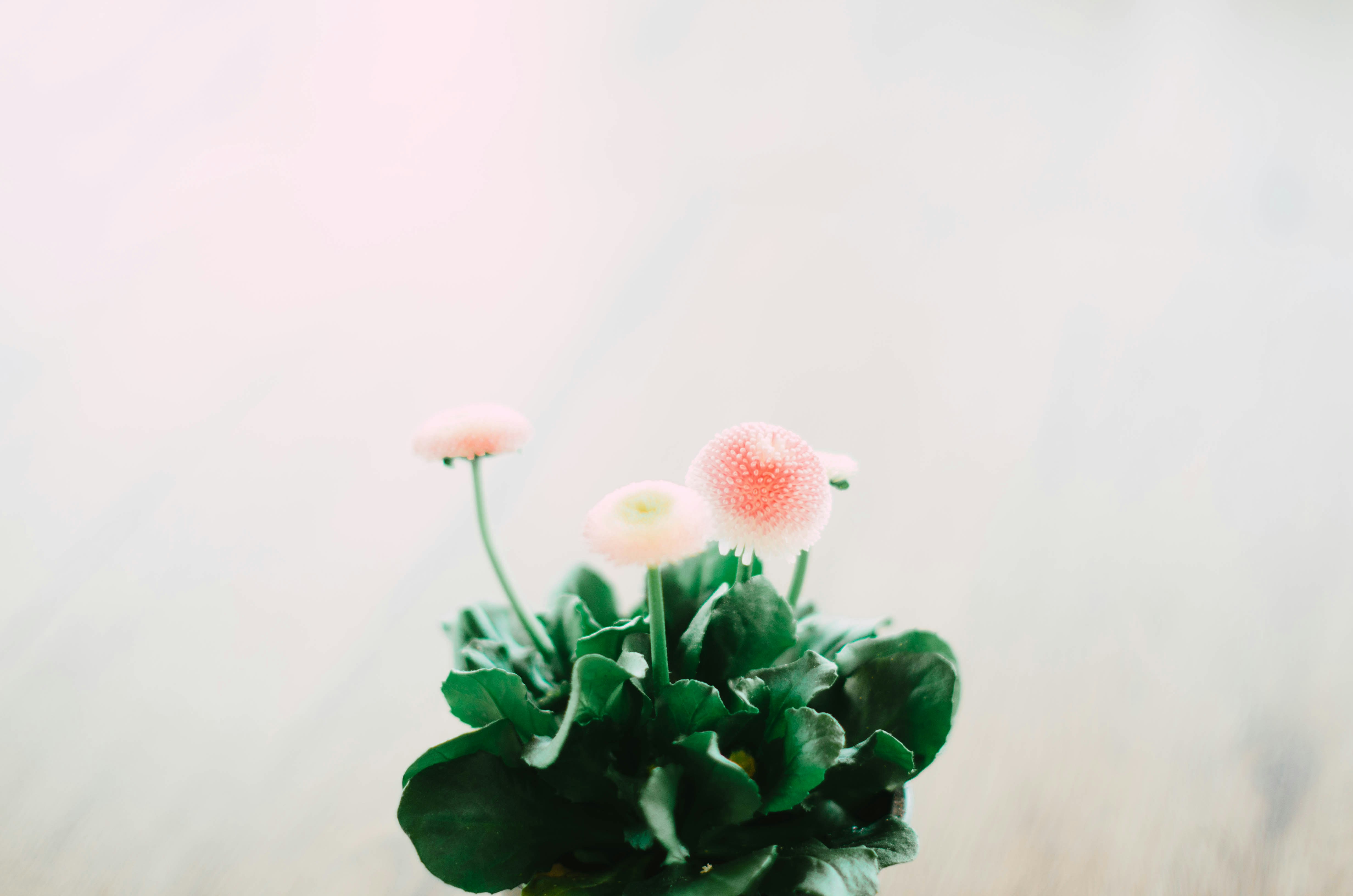 Photo by nika_benedictova