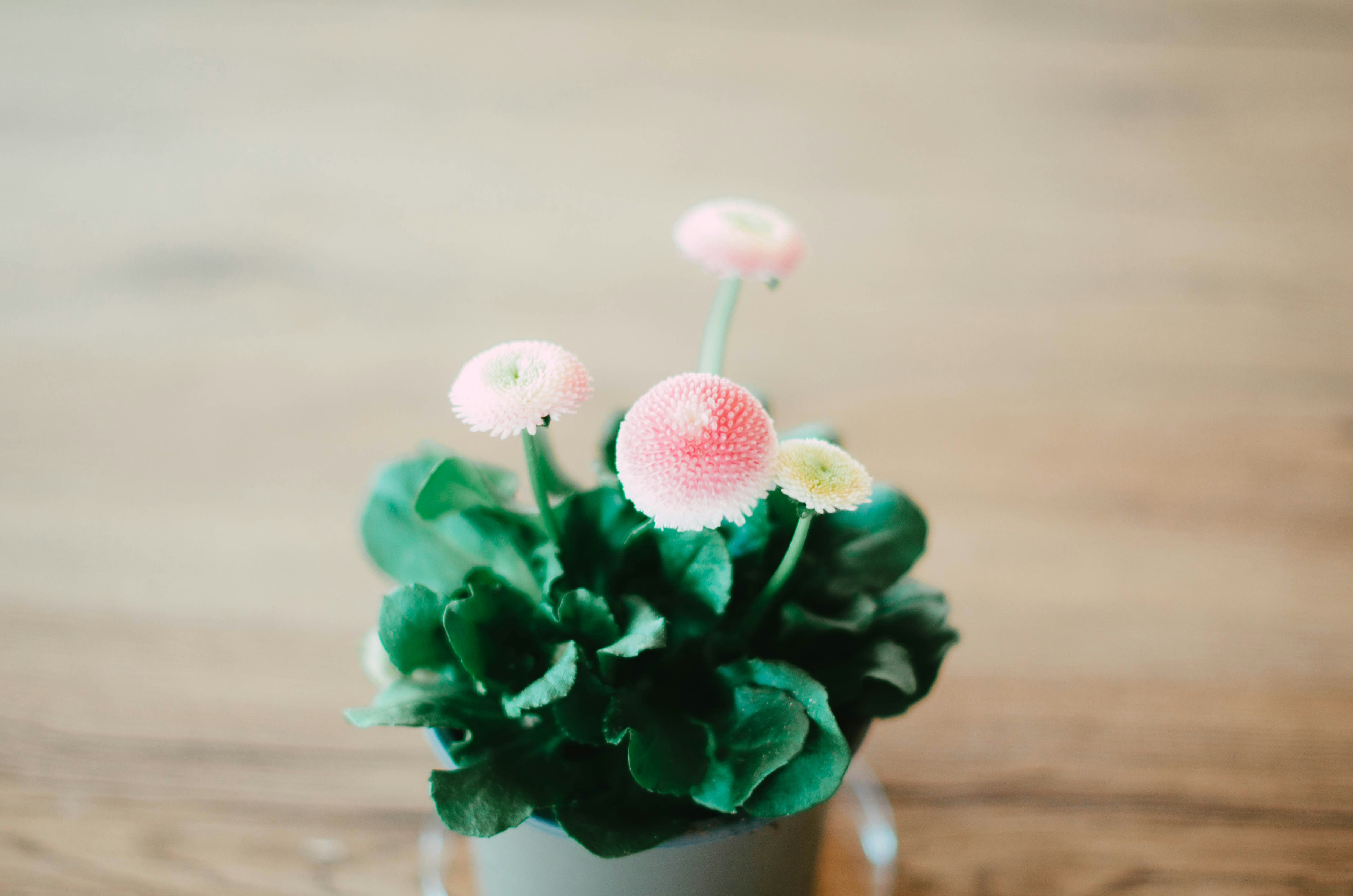 Photo by nika_benedictova