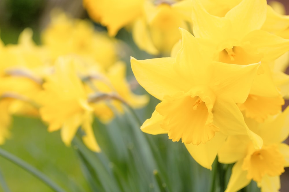 a bunch of yellow flowers that are in the grass