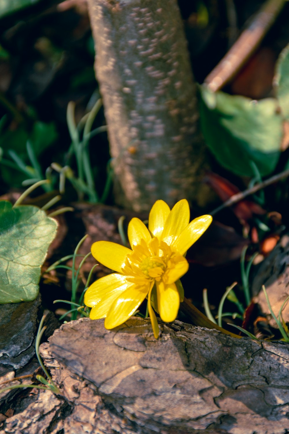 a yellow flower sitting on the ground next to a tree