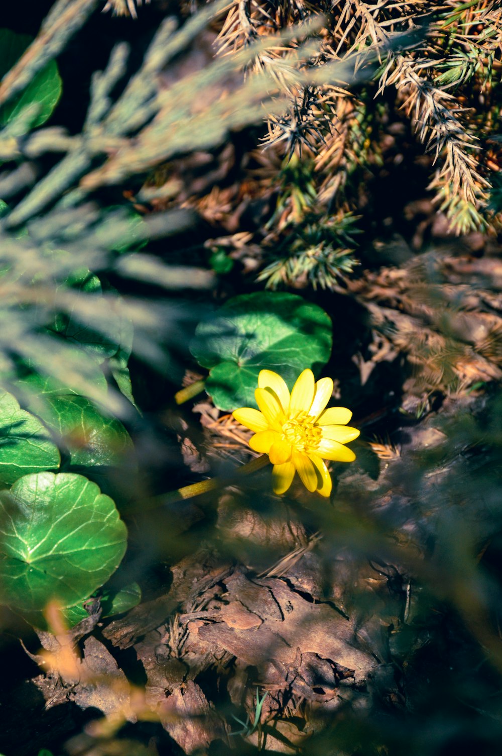 a small yellow flower sitting in the middle of a forest