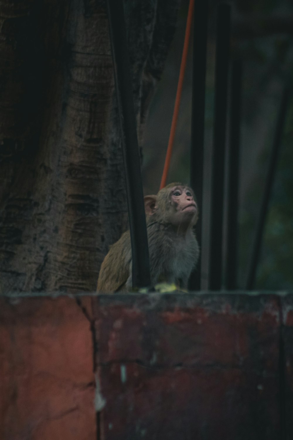 a small monkey sitting on top of a tree