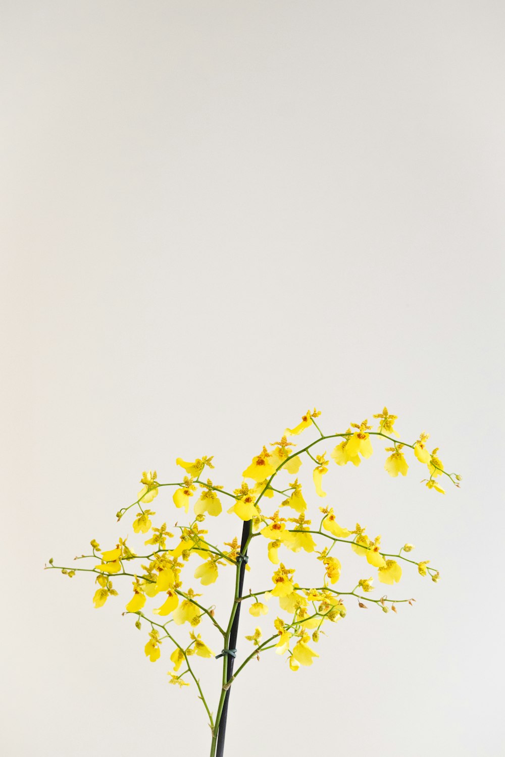 eine Vase gefüllt mit gelben Blumen auf einem Tisch