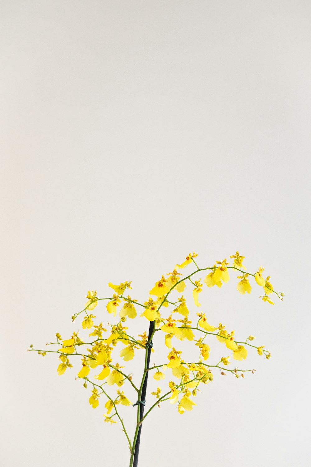 a vase filled with yellow flowers on top of a table