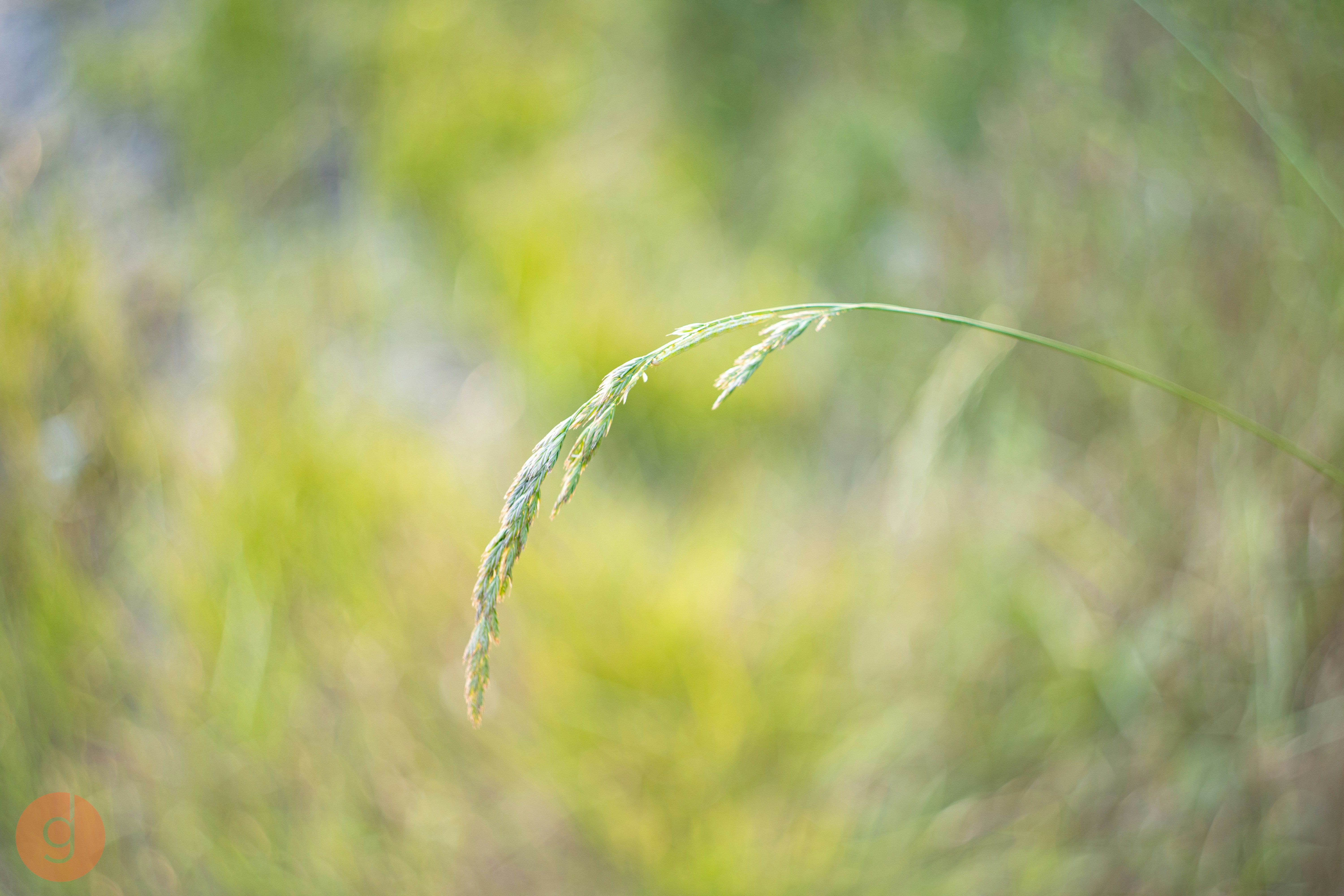 Photo by gregdesigndotart