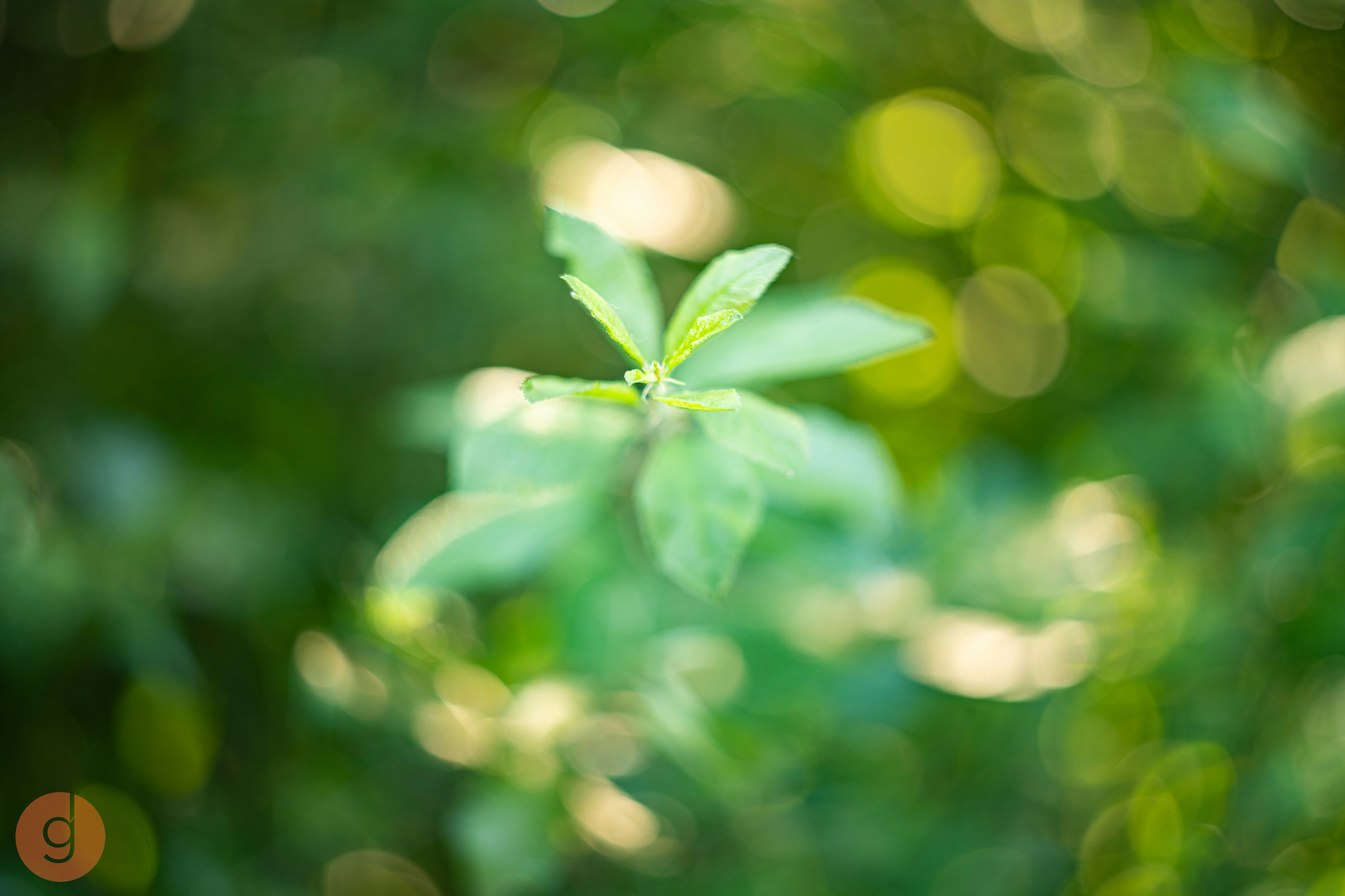 Photo by gregdesigndotart