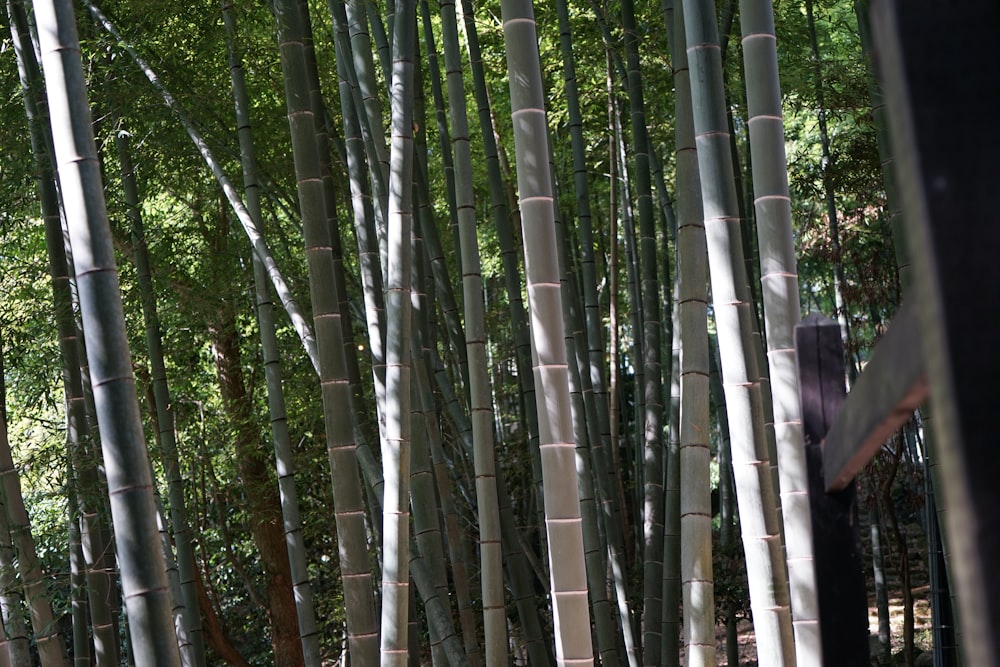 a group of tall bamboo trees in a forest