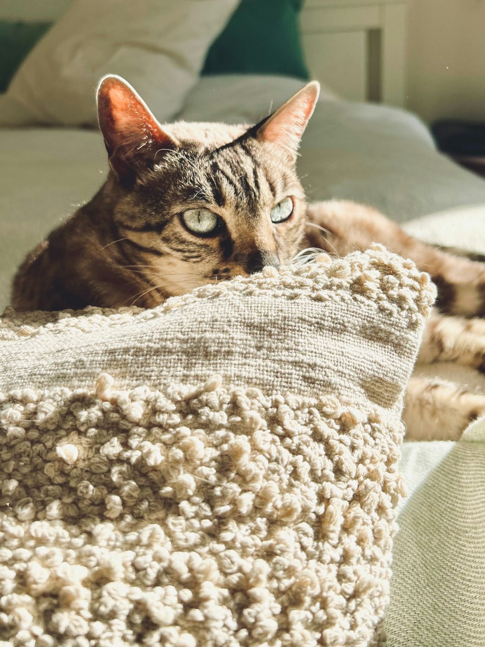 a cat laying on top of a blanket on a bed