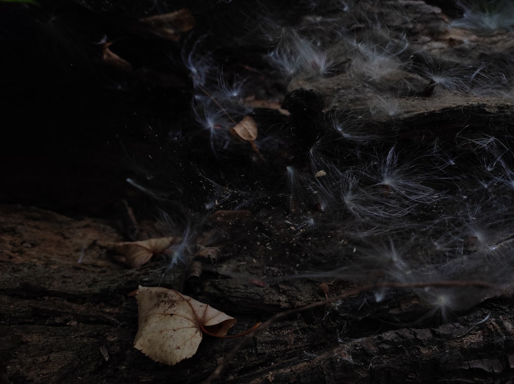 a close up of a leaf on the ground