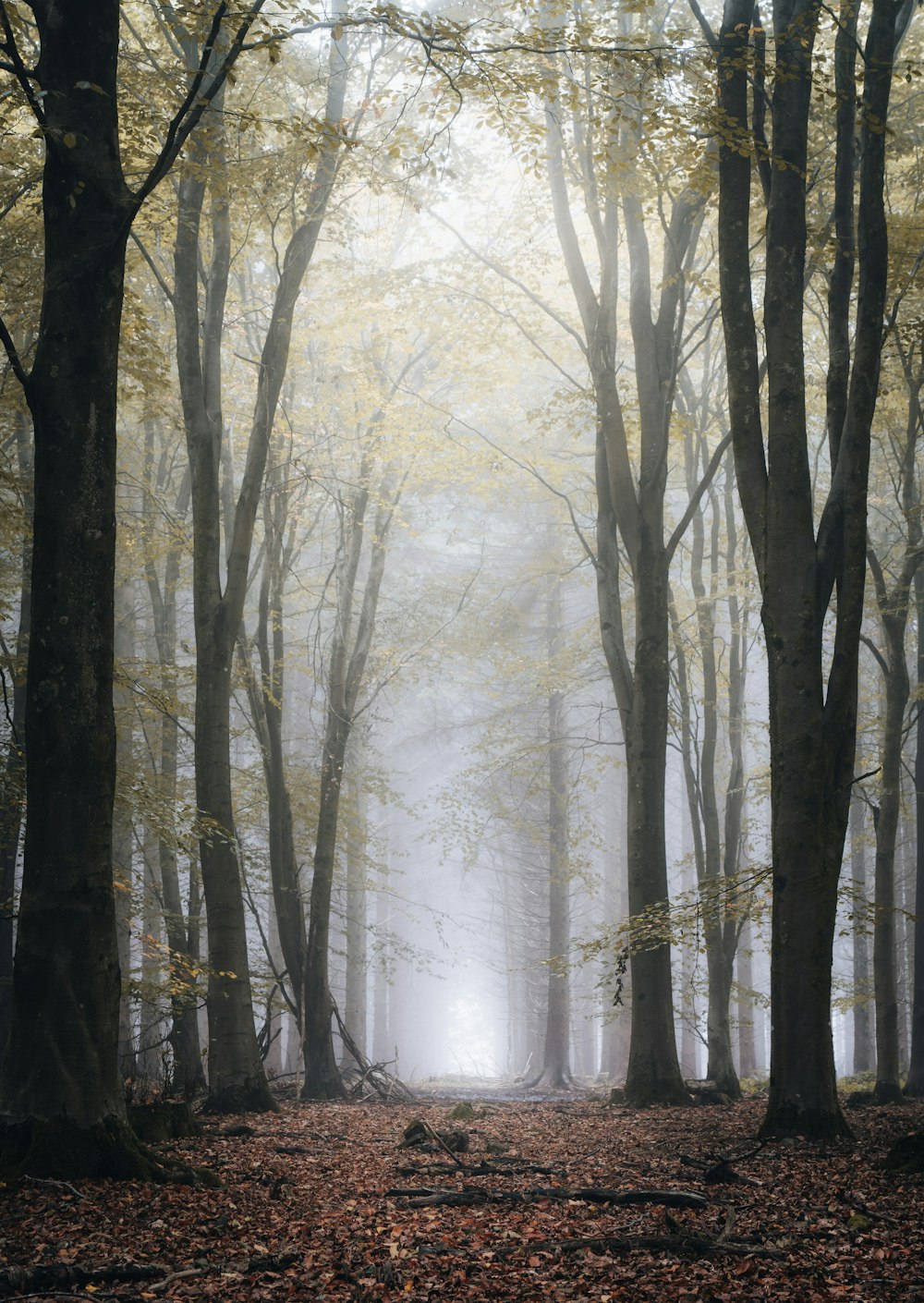 a foggy forest filled with lots of trees