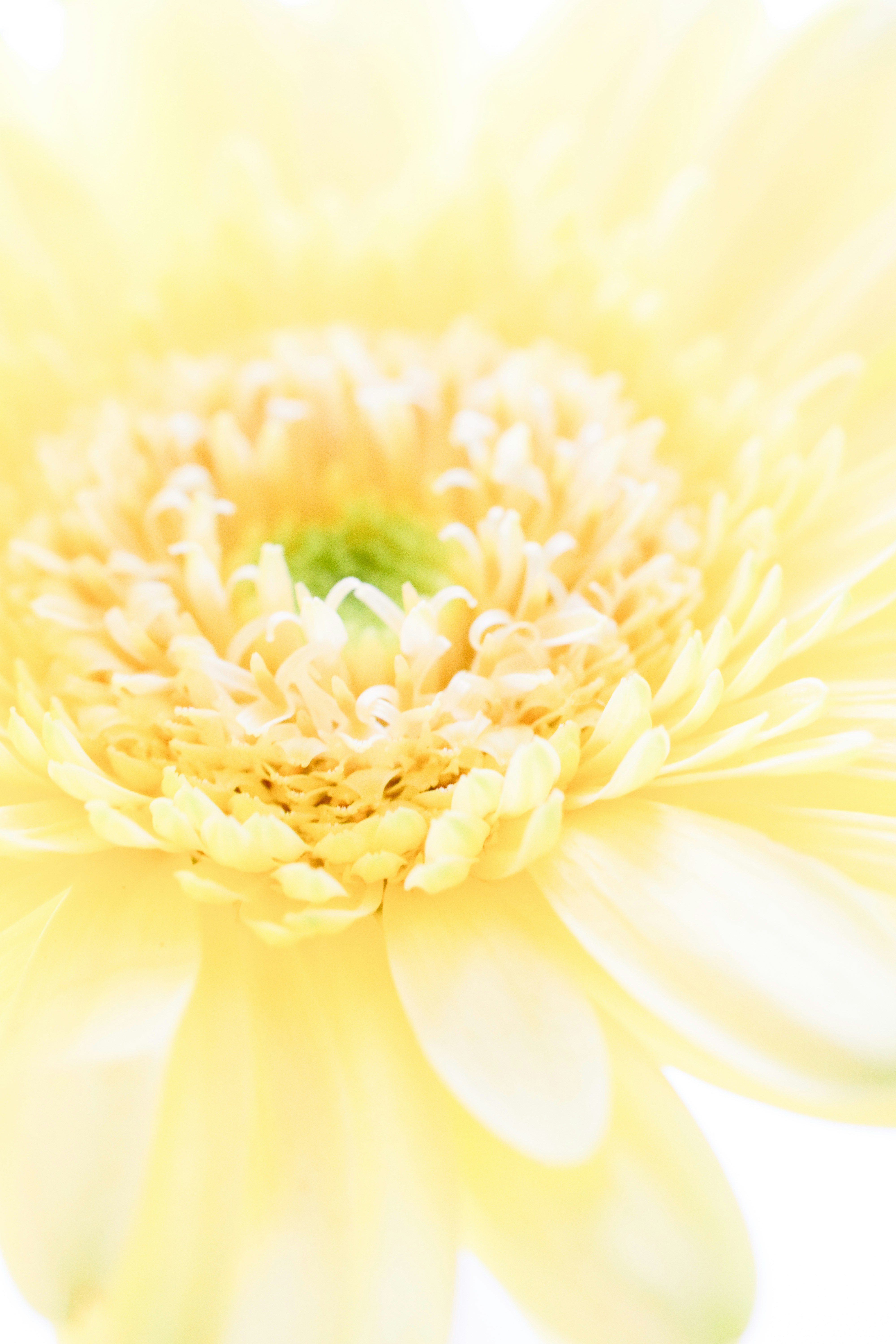 Photo by greendinosaur_com