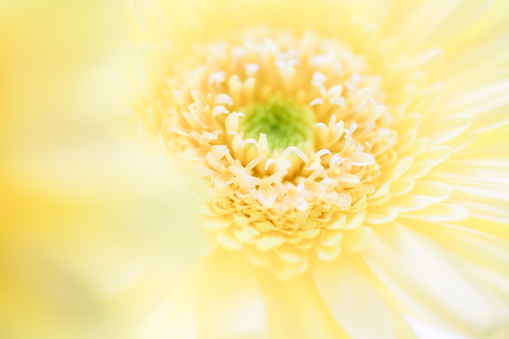 a close up view of a yellow flower