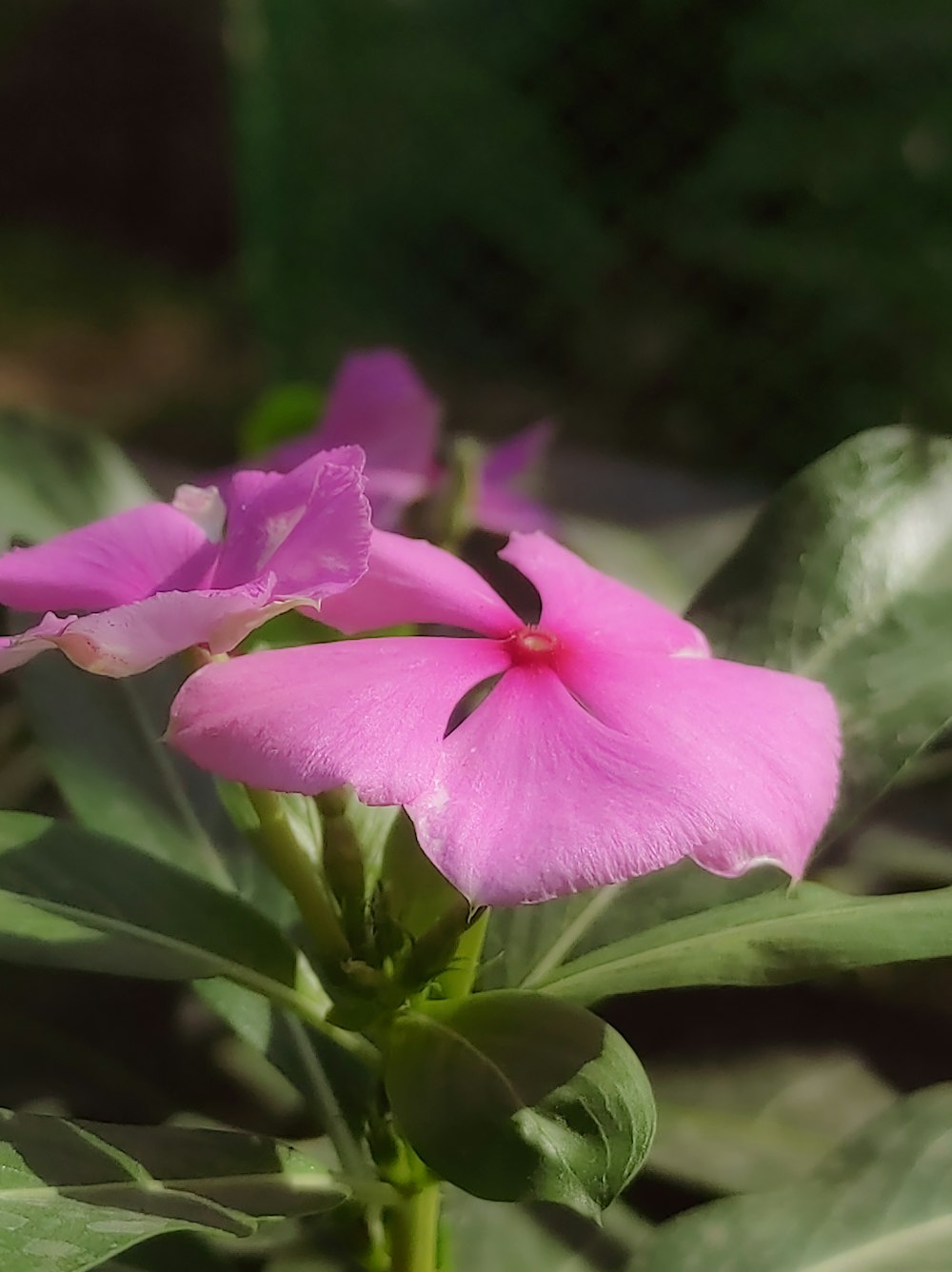 a pink flower with green leaves in the background