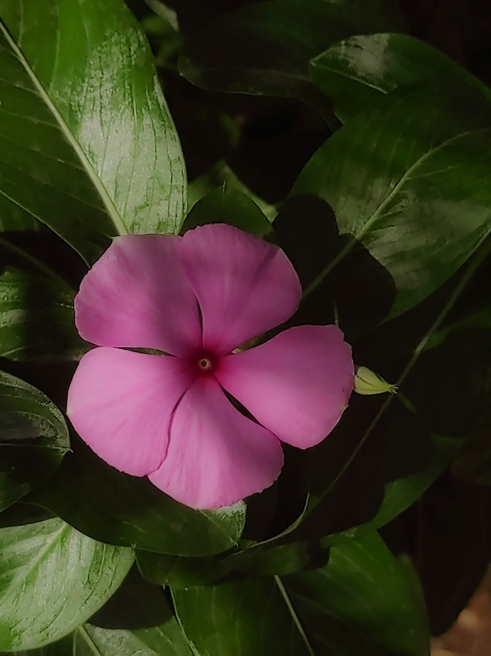 a pink flower with green leaves around it