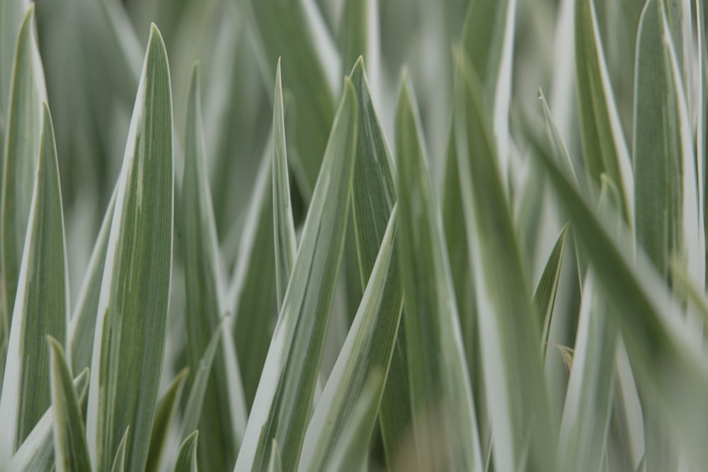 a close up of a green plant with very thin leaves
