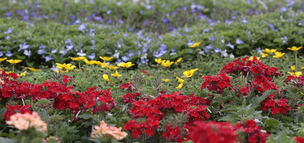 a field full of colorful flowers in the middle of the day