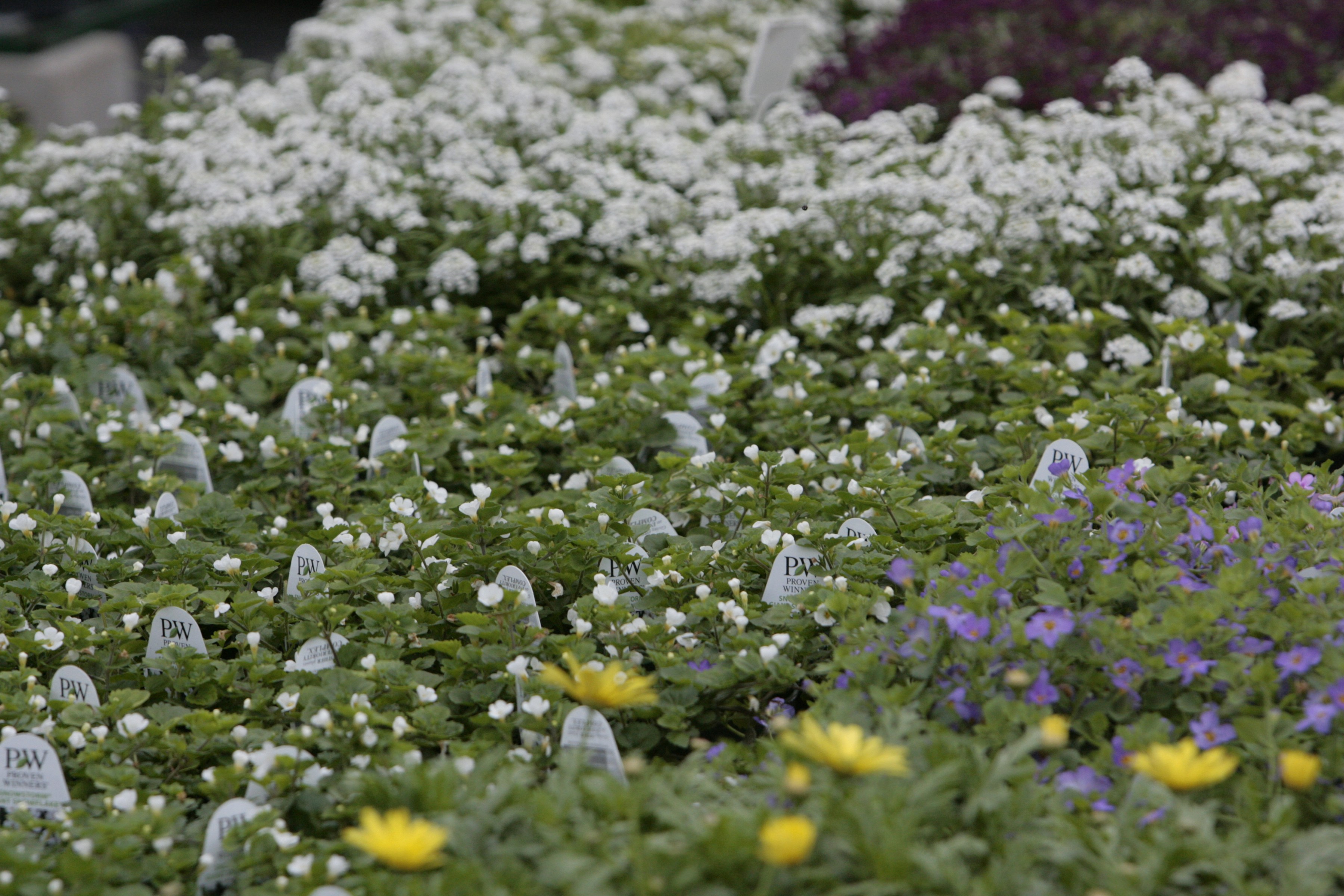 Bugün öğrendim ki: Franklin Delano...