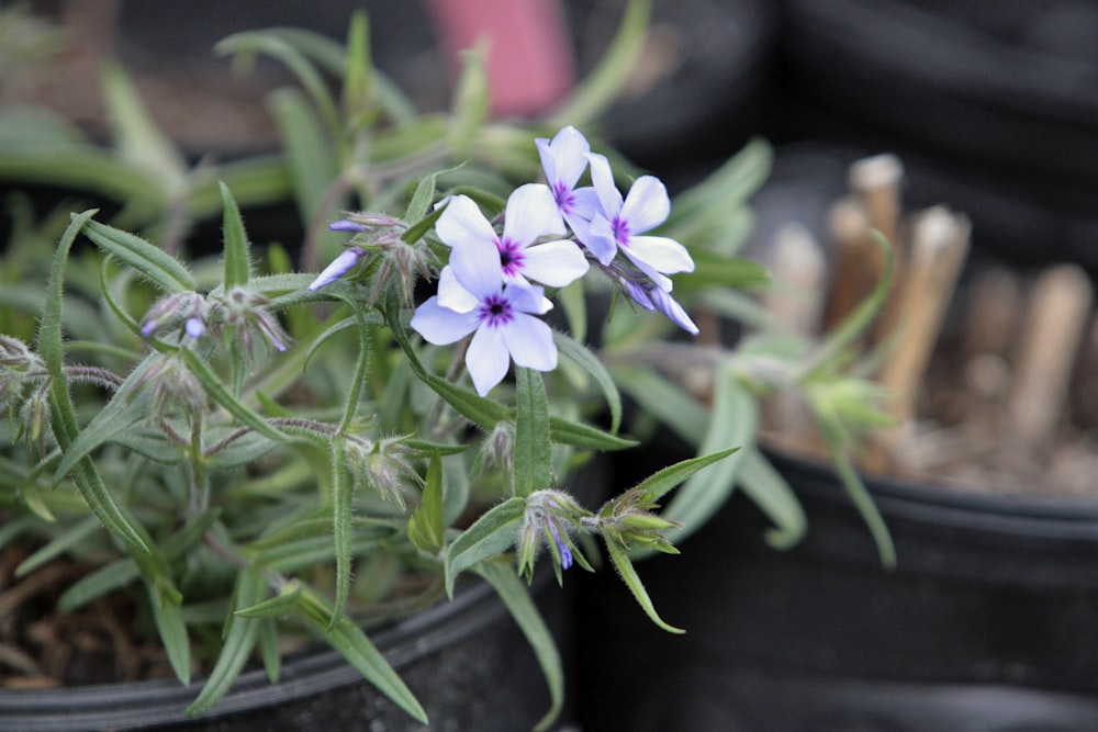 a close up of a flower in a pot