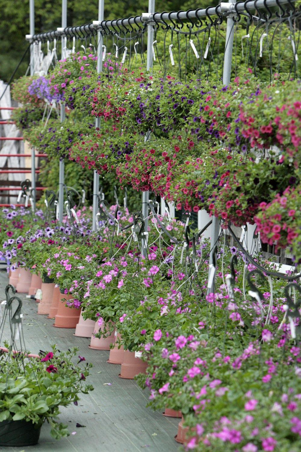 une rangée de plantes en pot avec des fleurs roses et violettes