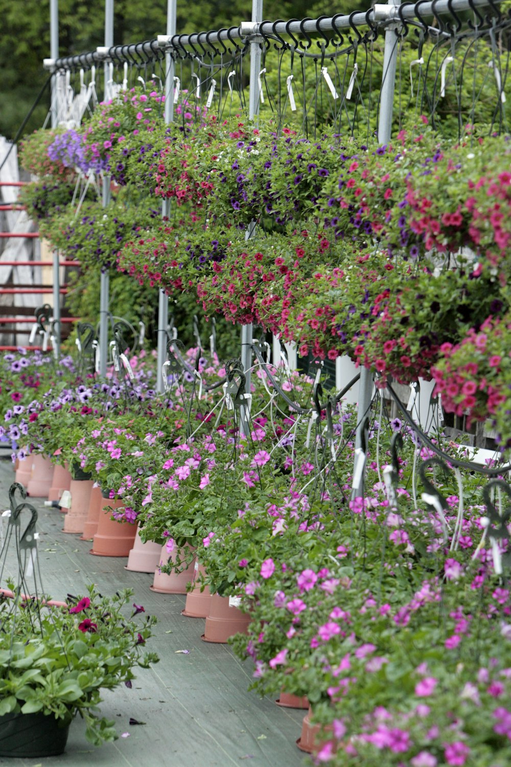 una hilera de plantas en macetas con flores rosadas y moradas