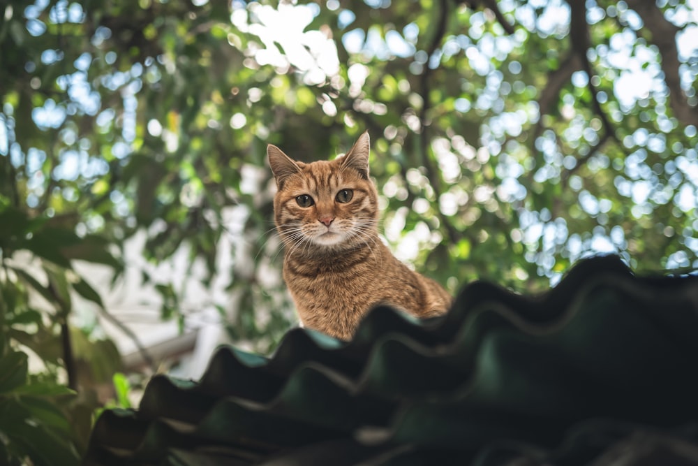 a cat sitting on top of a roof next to a tree