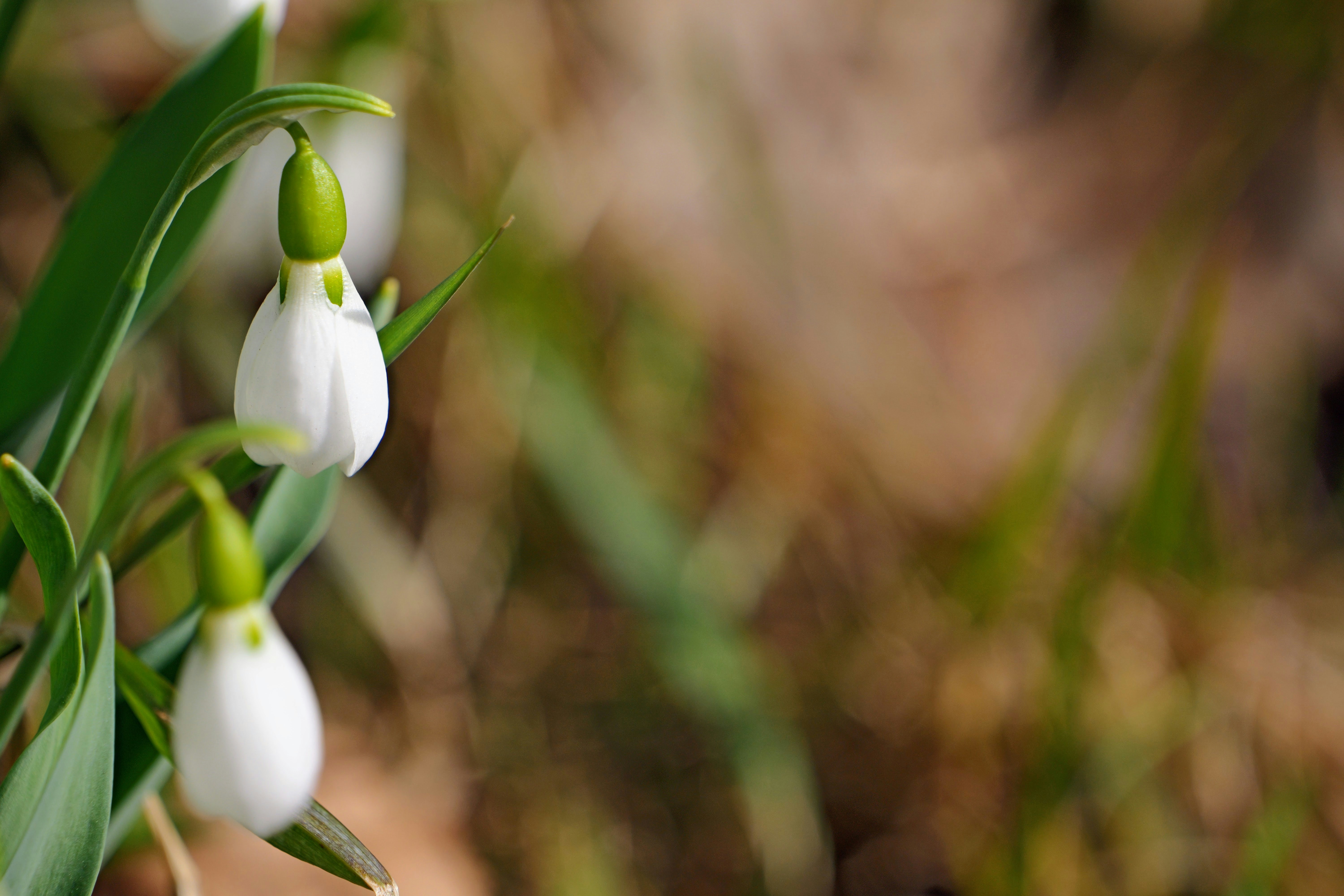 a group of white flowers with green stems