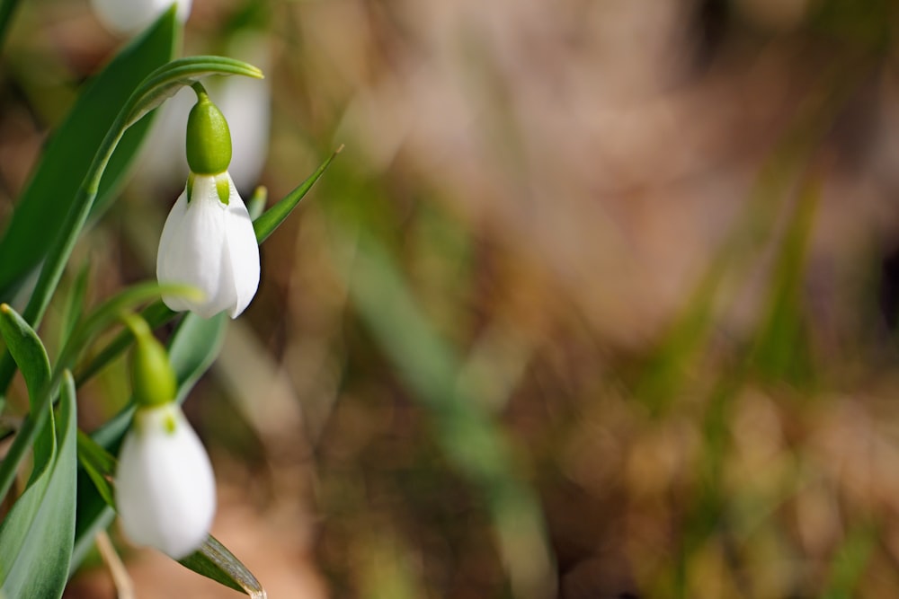 a group of white flowers with green stems