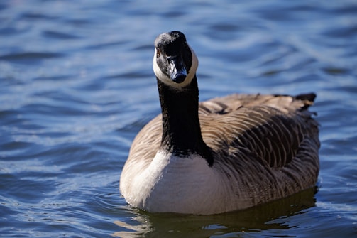 a duck floating on top of a body of water