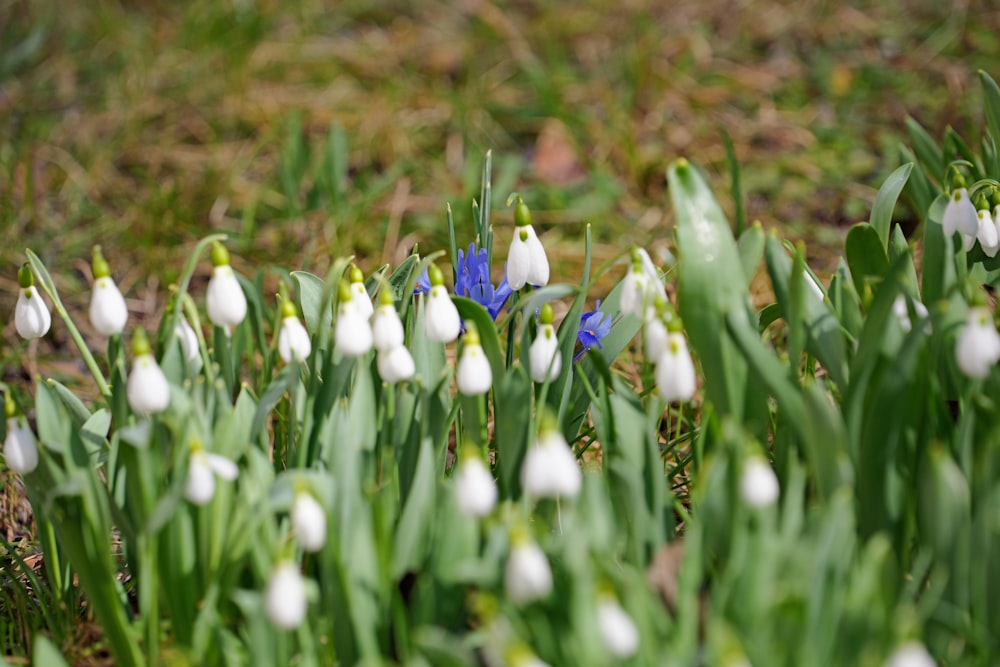 a group of white and blue flowers in the grass