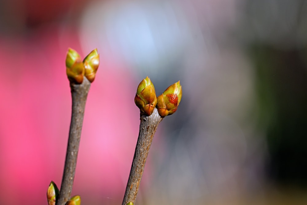 a close up of two buds of a plant