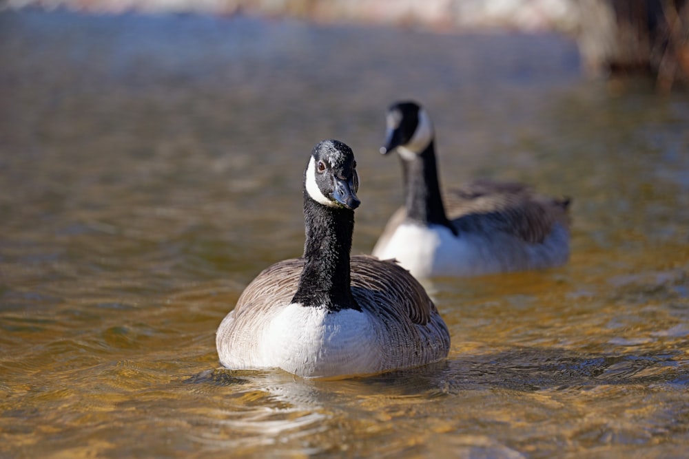 a couple of ducks floating on top of a lake