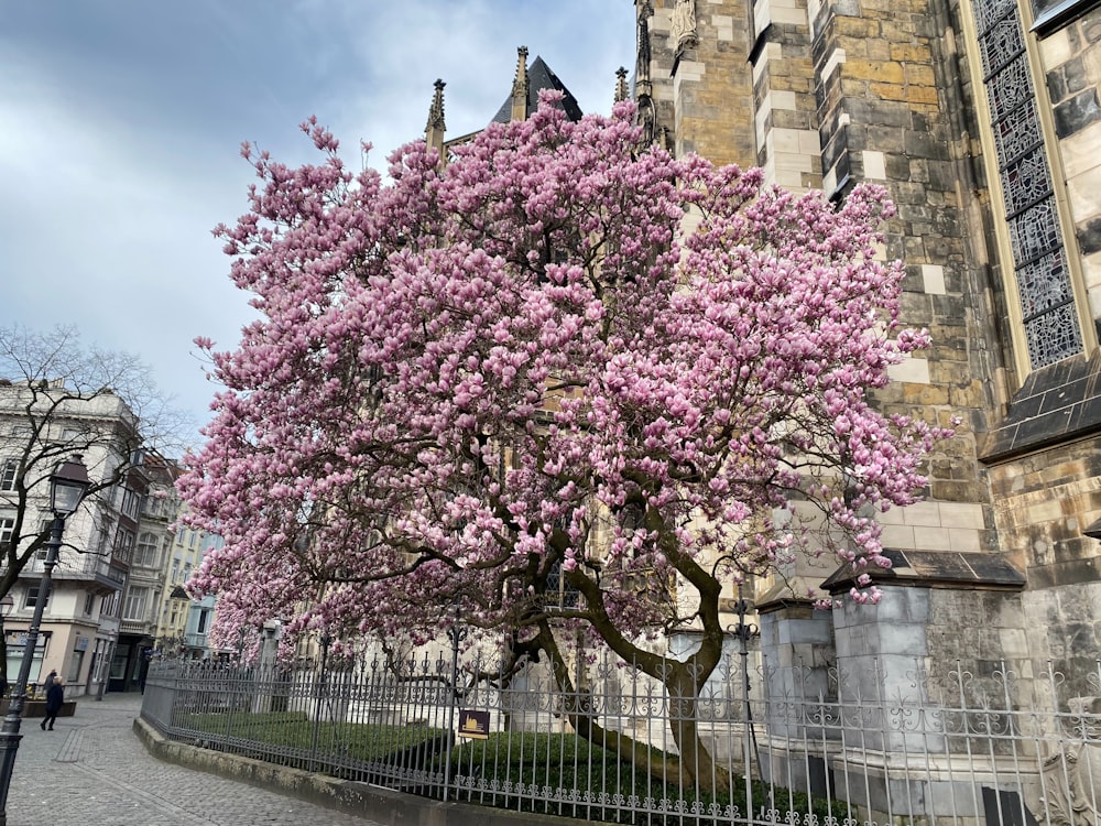 a tree with pink flowers in front of a building