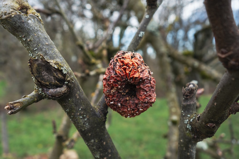 a piece of food hanging from a tree branch