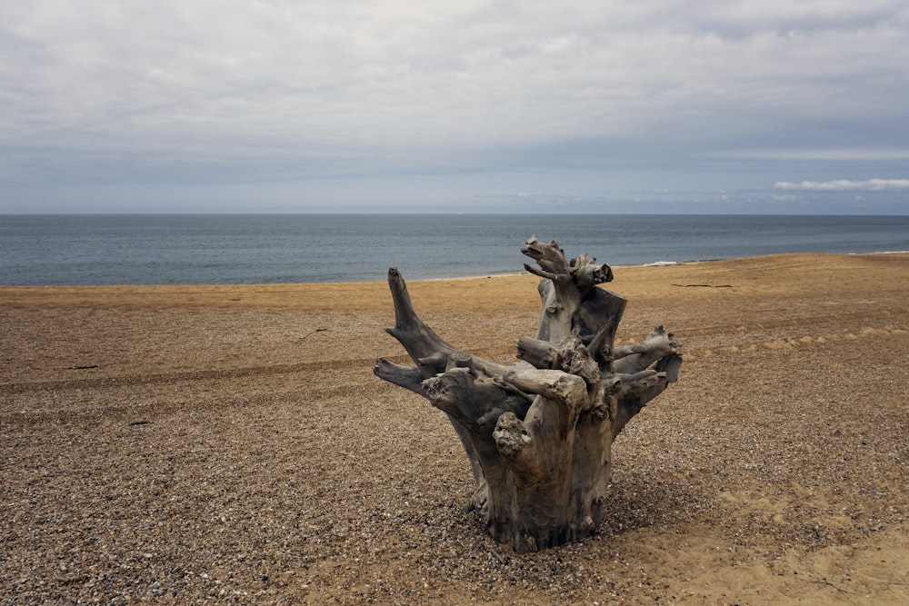 a piece of driftwood on a beach with the ocean in the background