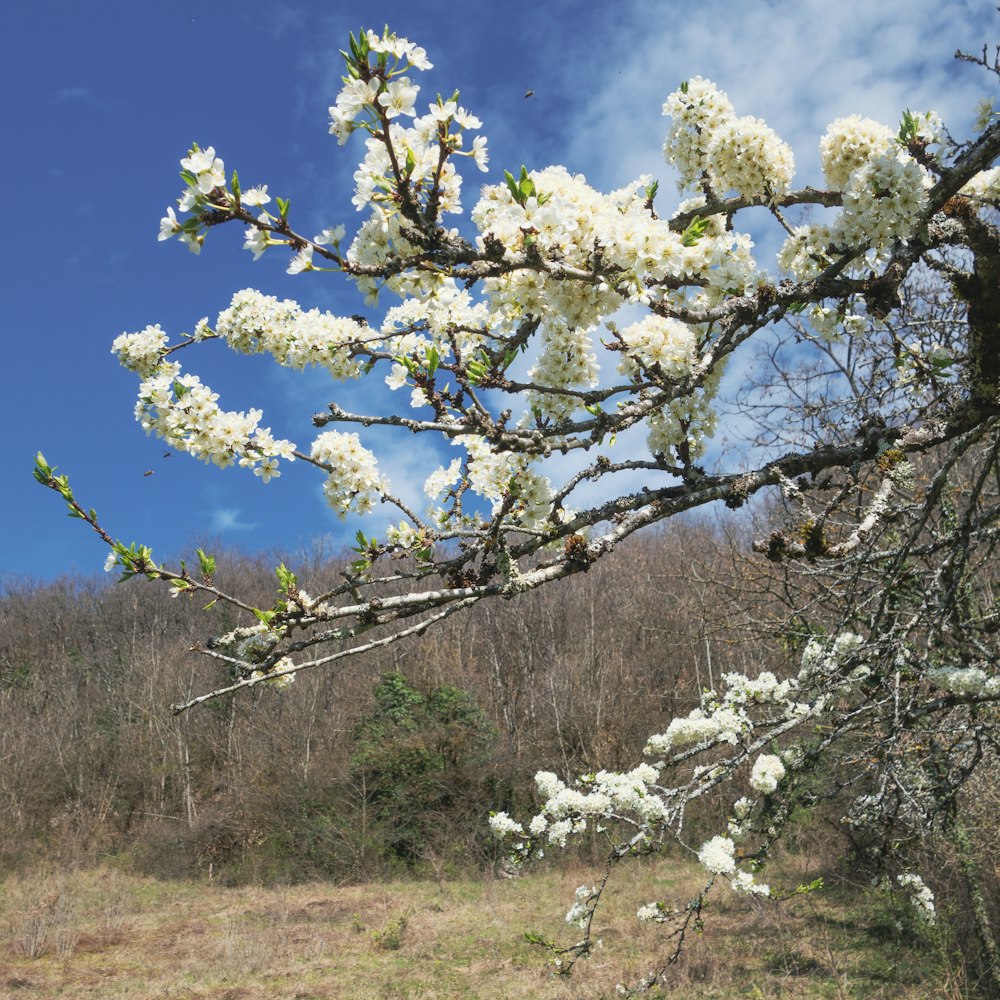 a tree with white flowers in a field
