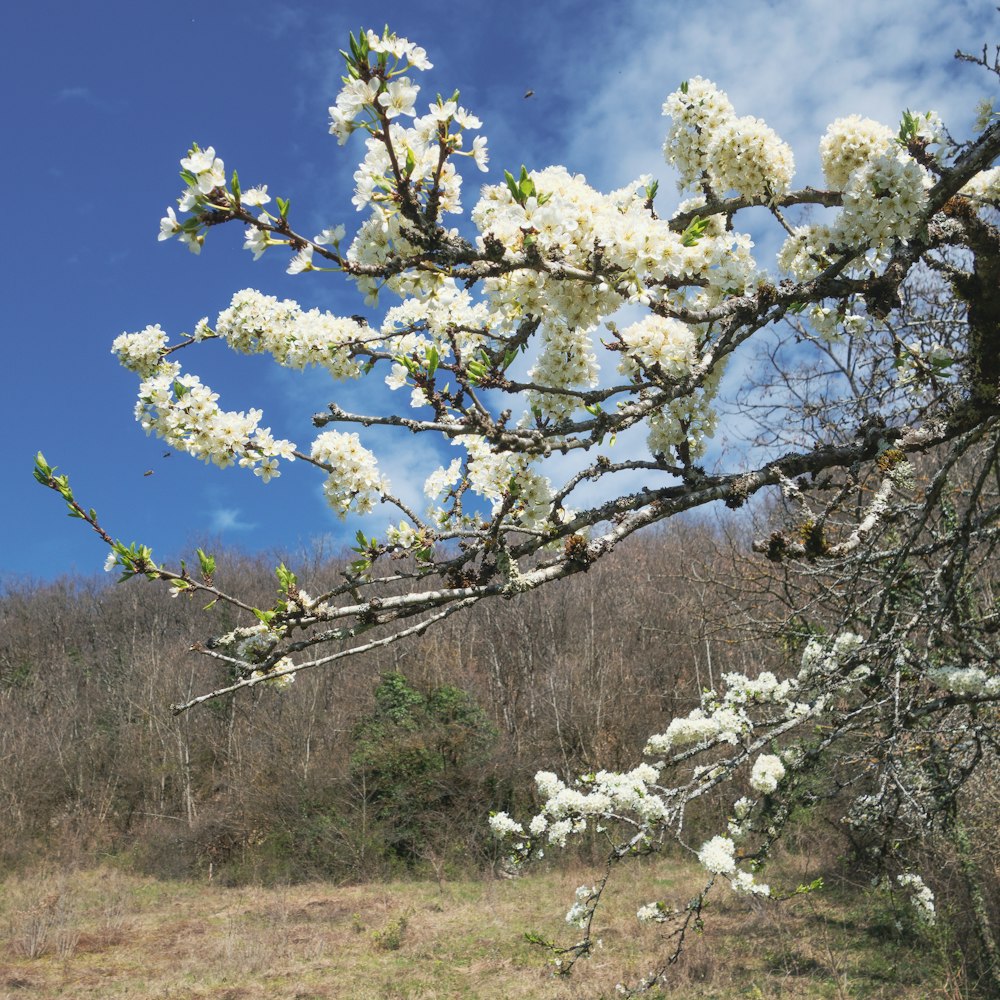 ein Baum mit weißen Blüten auf einem Feld