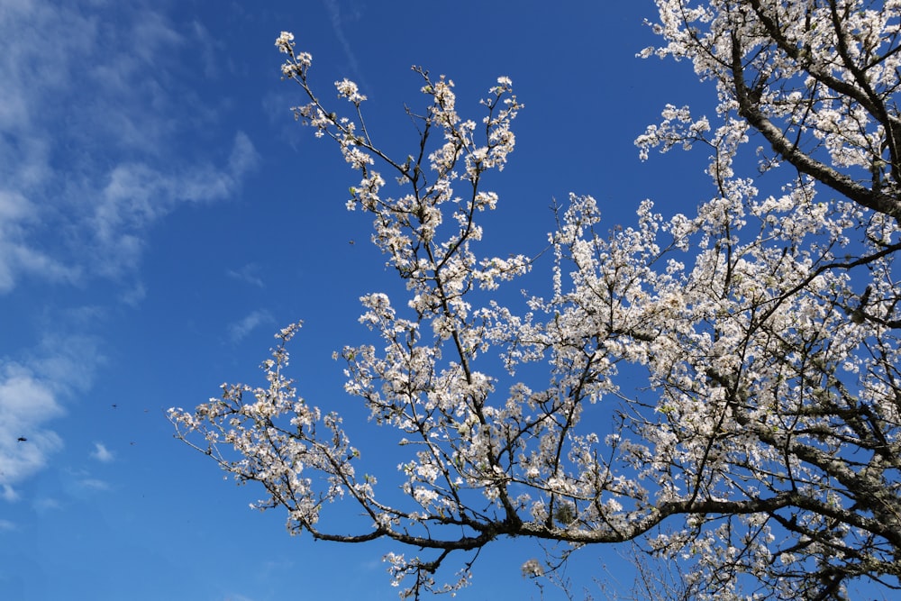 a tree with white flowers and a blue sky in the background