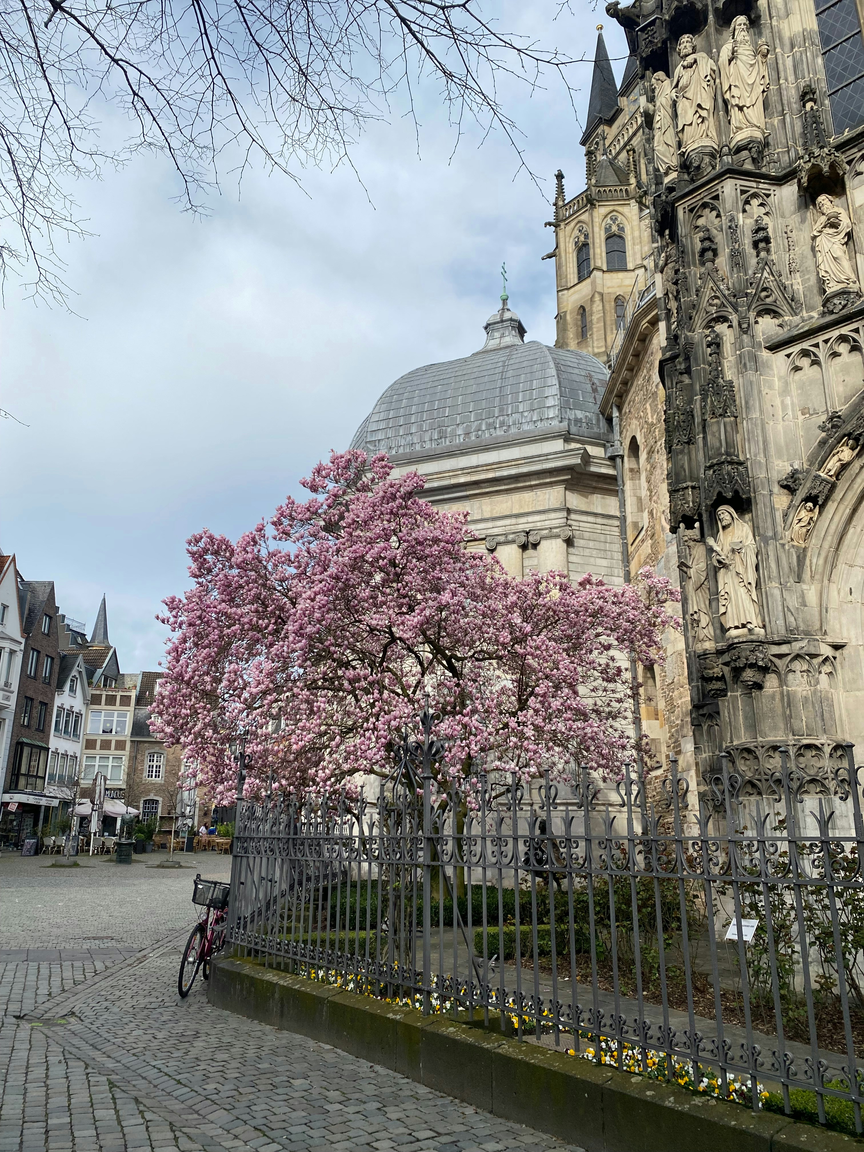 a tree with pink flowers in front of a large building
