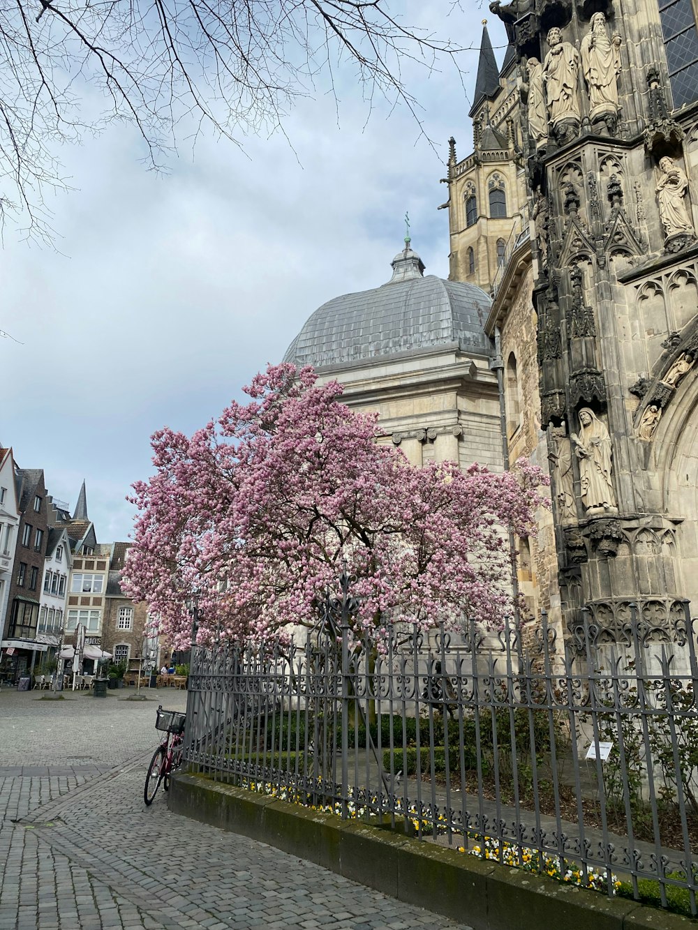 a tree with pink flowers in front of a large building