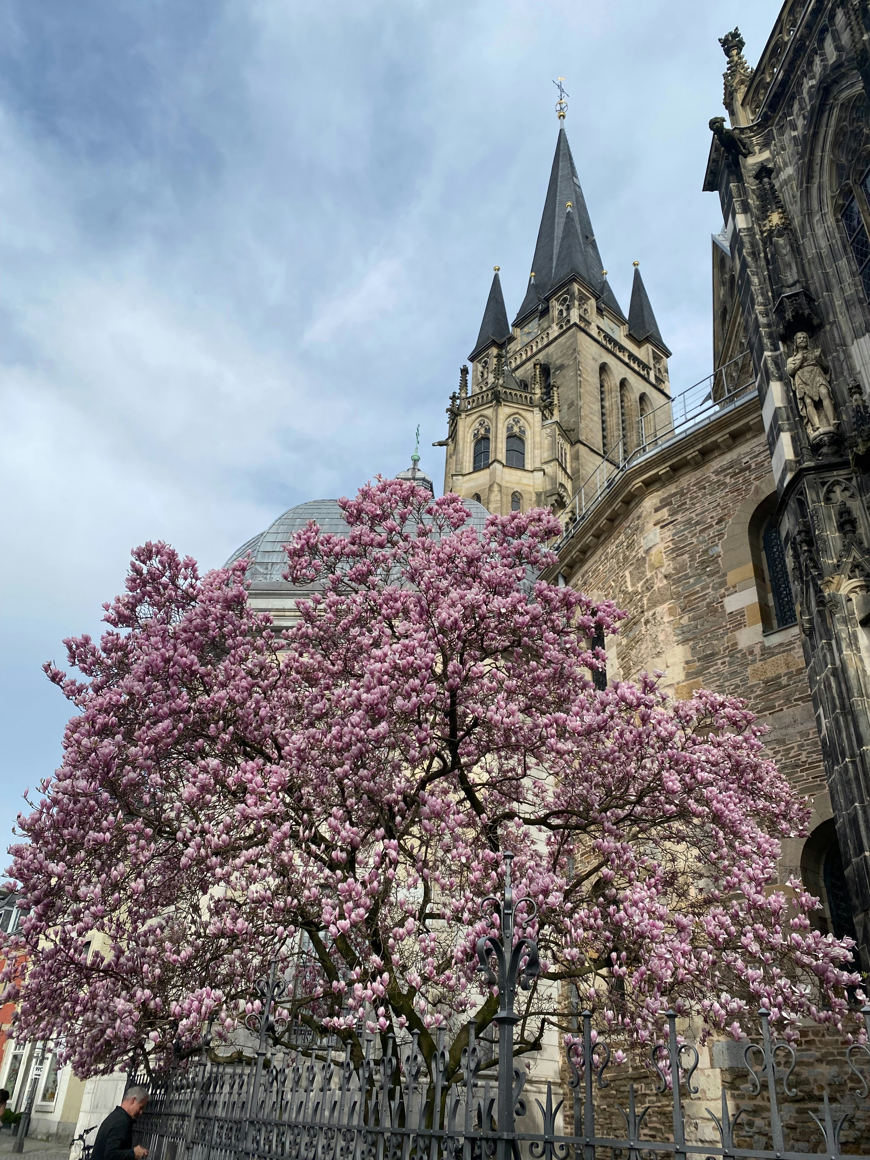 a tree with pink flowers in front of a church