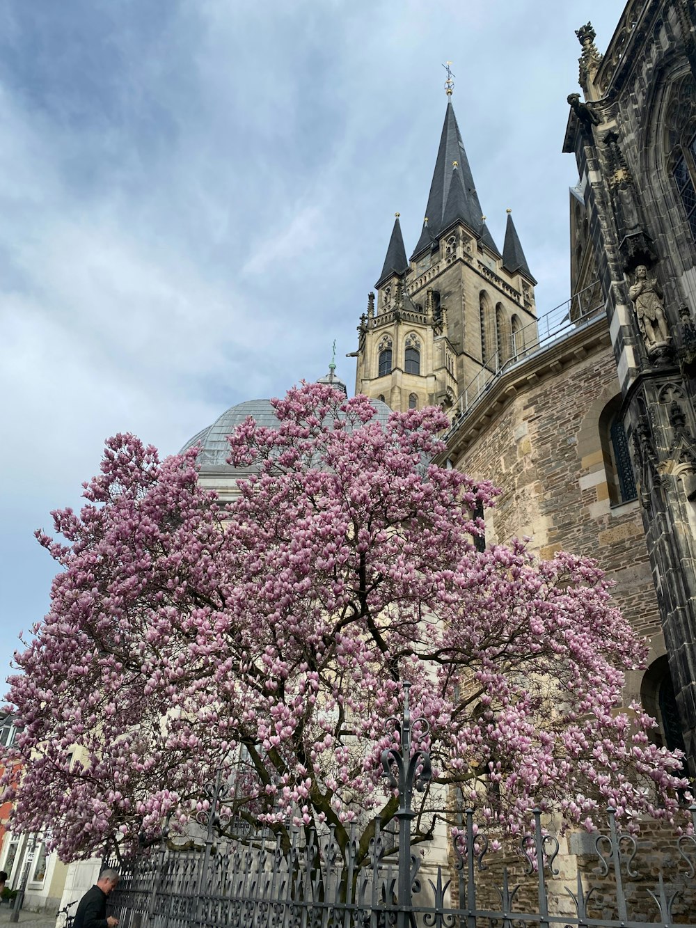 a tree with pink flowers in front of a church