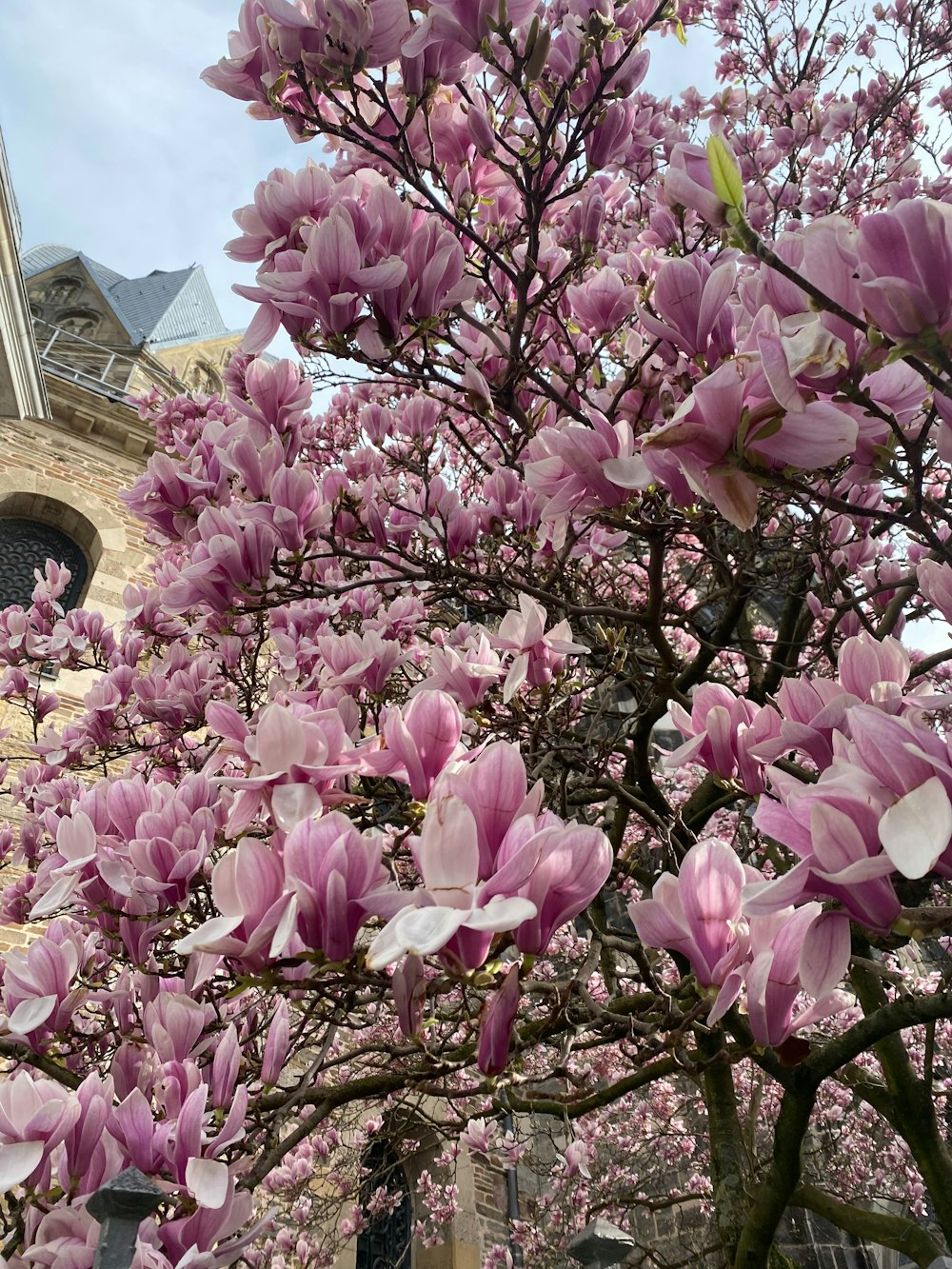 a tree with pink flowers in front of a building