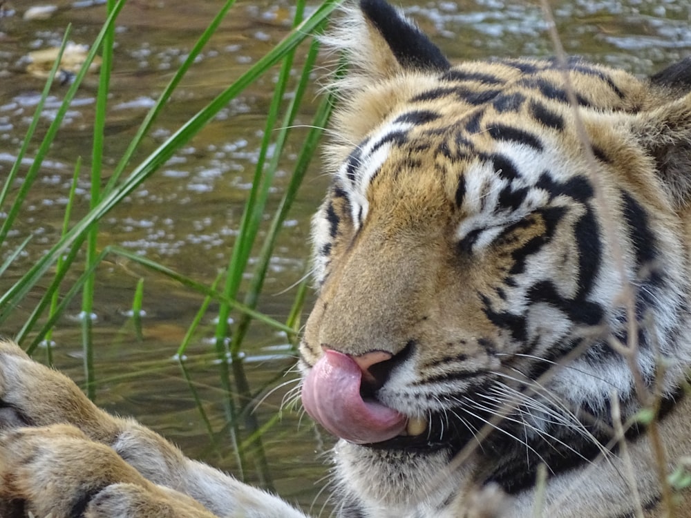 a close up of a tiger sticking its tongue out